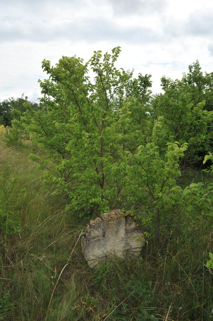 Бецилове з panoramio.com - Betsylove