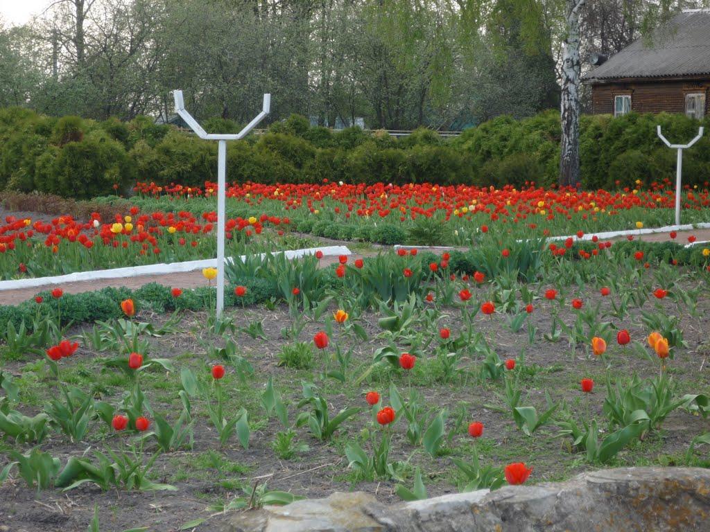 Ямпіль з panoramio.com - Ямпіль