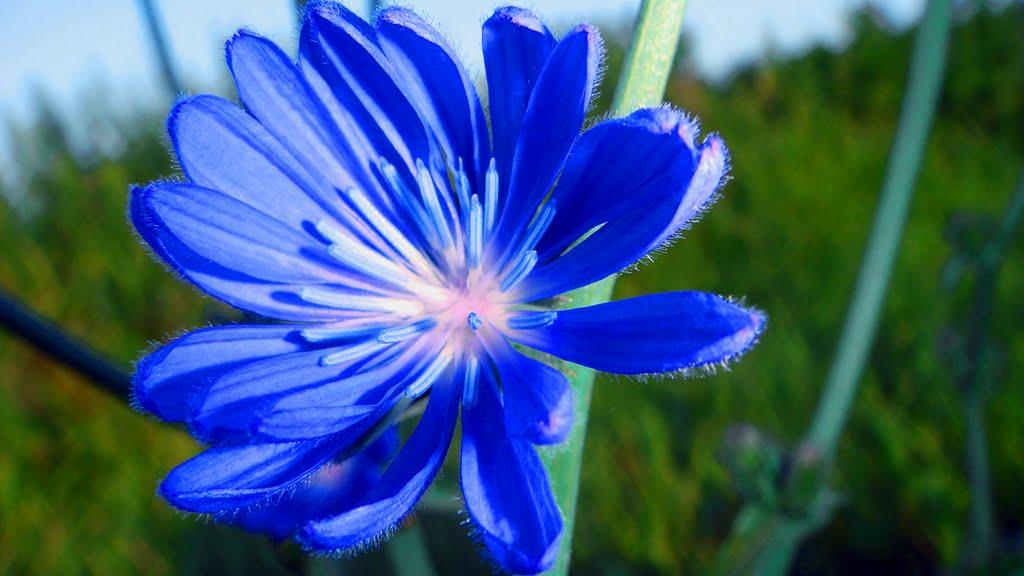 Чувилине з panoramio.com - Чувилине