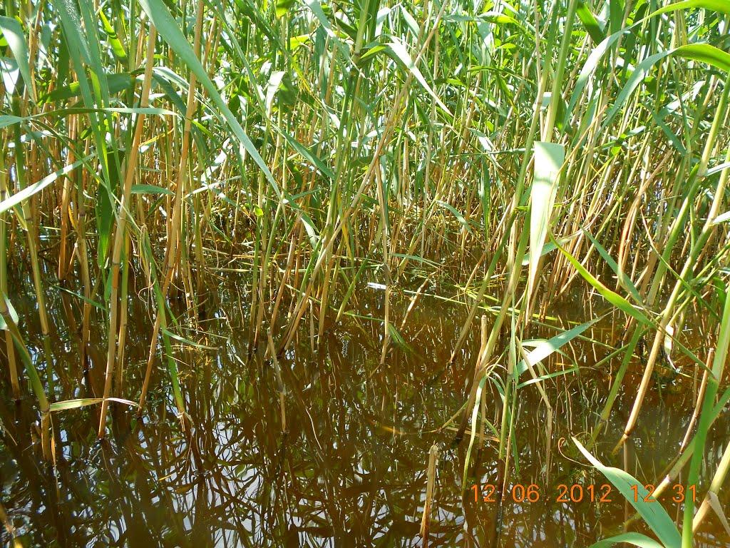 Чехівка з panoramio.com - Чеховка