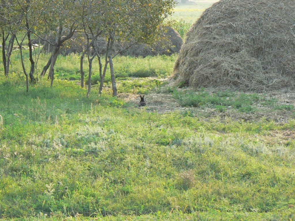 Кобильне з panoramio.com - Кобильне