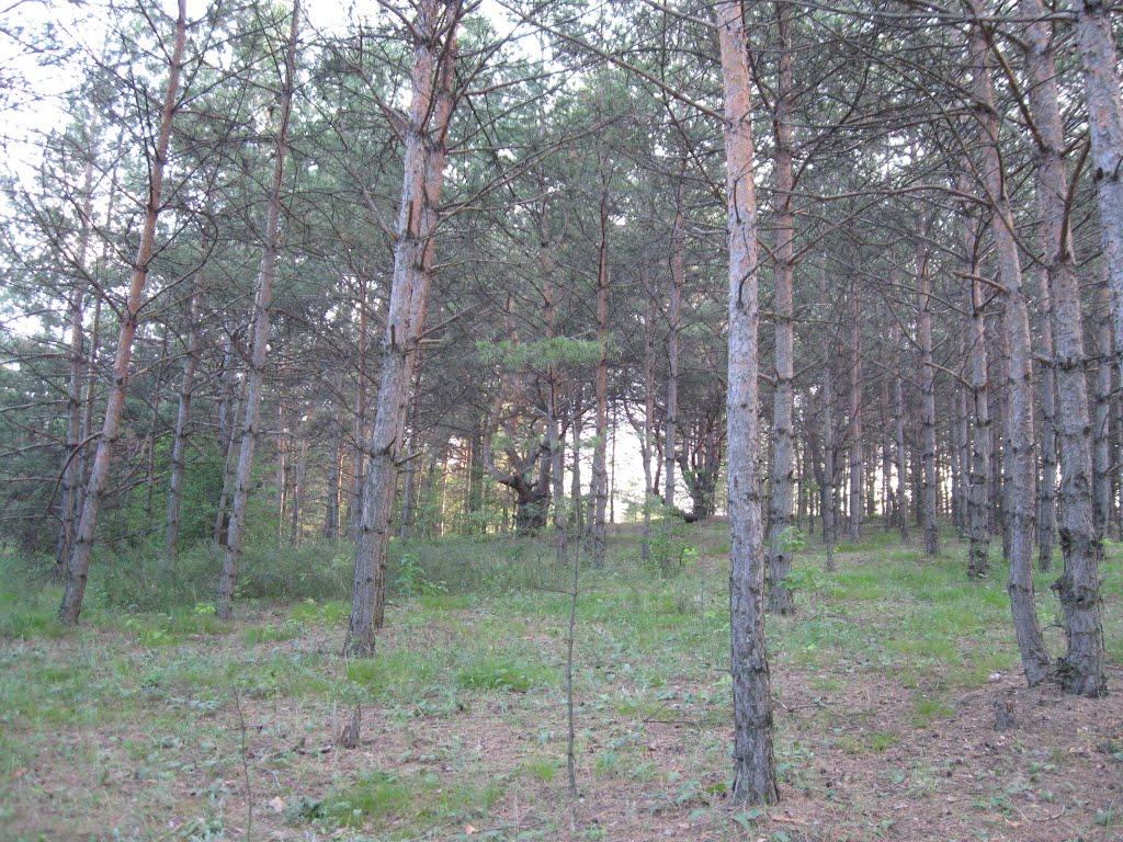 Пискунівка з panoramio.com - Пискунівка