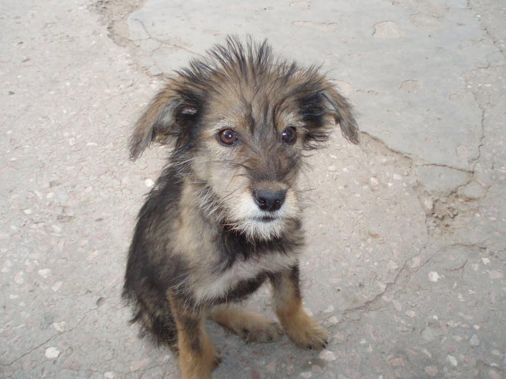 Червоне з panoramio.com - Червоне