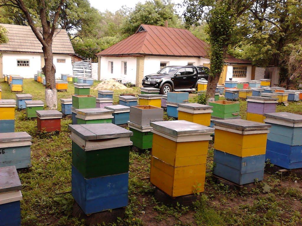 Оріхівщина з panoramio.com - Ореховщина
