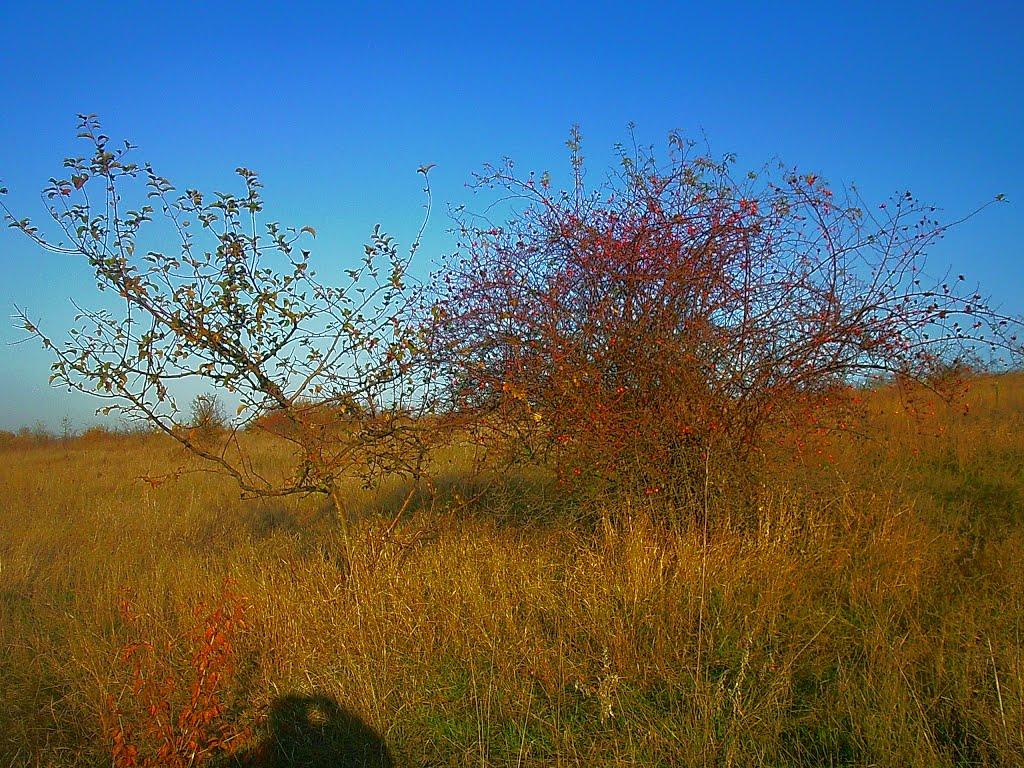 Верхоріччя з panoramio.com - Верхоречье
