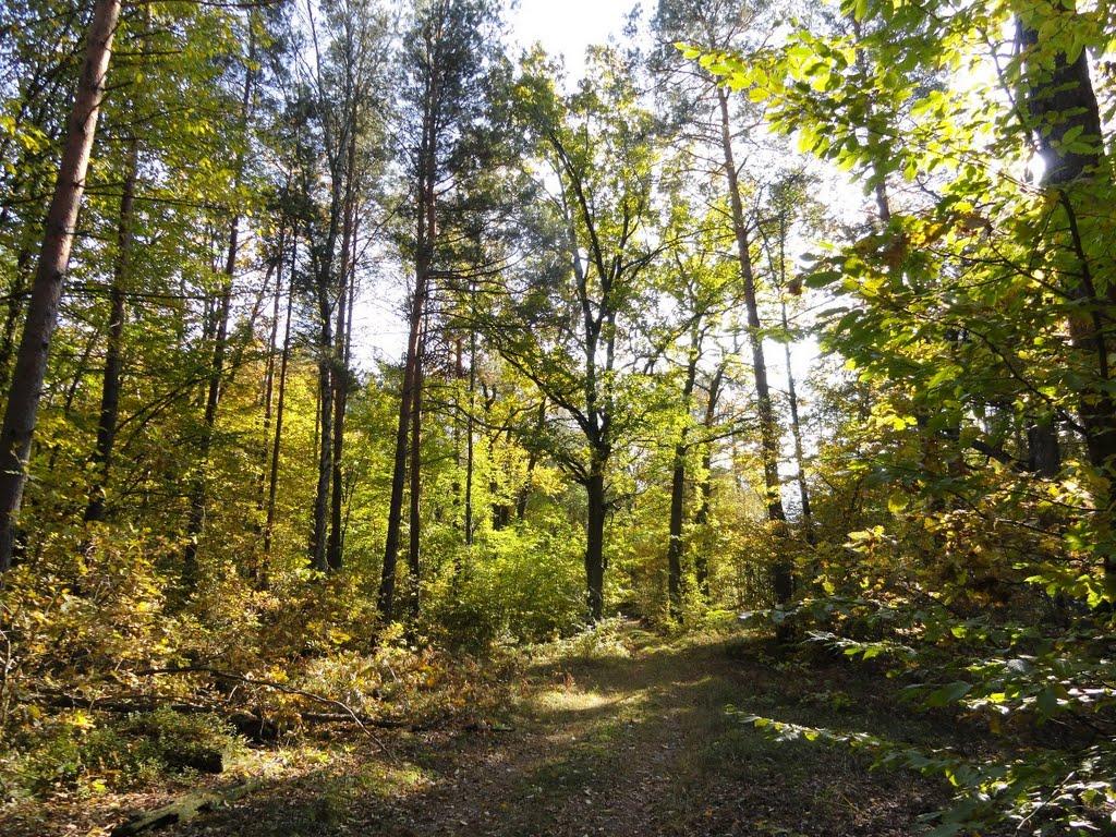 Хрипськ з panoramio.com - Khrypsk