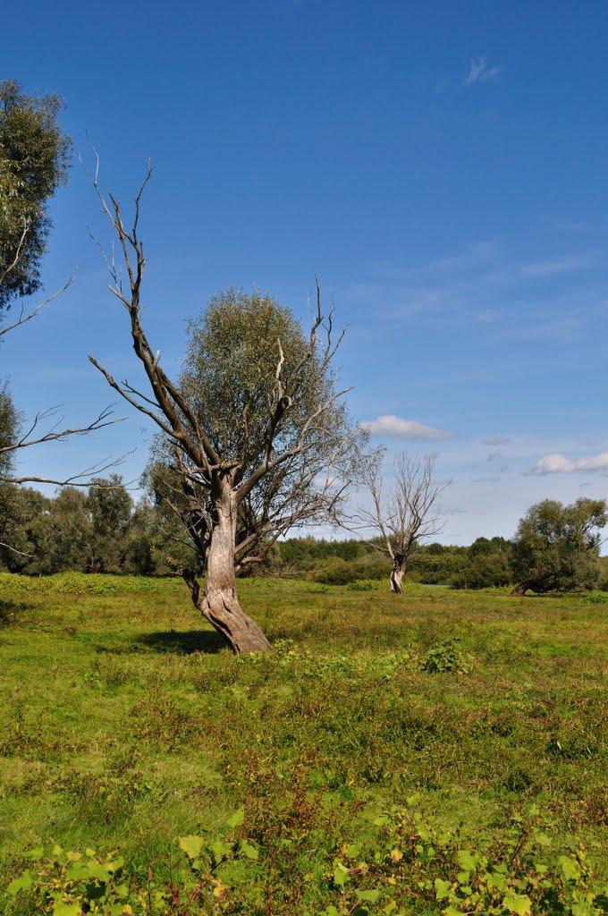 Миси з panoramio.com - Миси