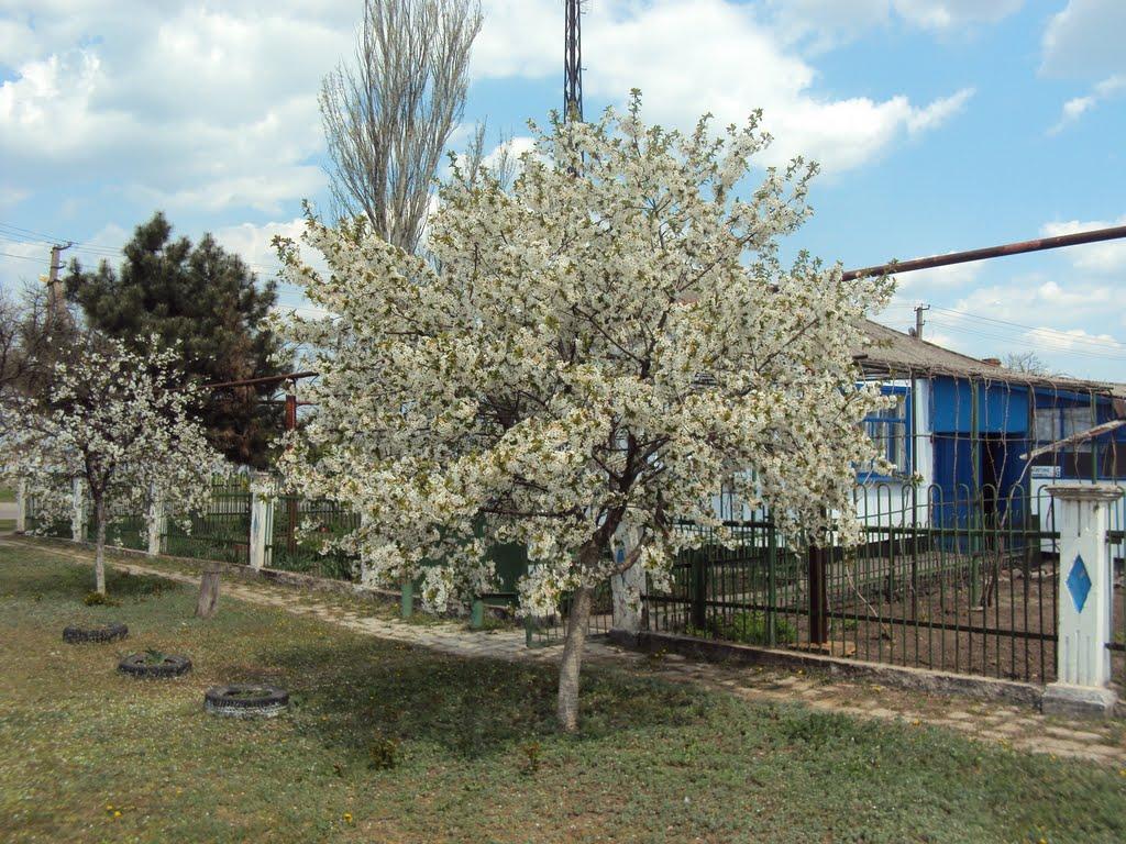 Павлопіль з panoramio.com - Павлопіль