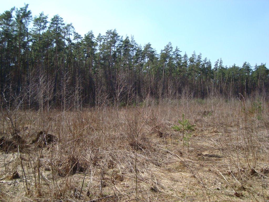 Кам'янка з panoramio.com - Каменка