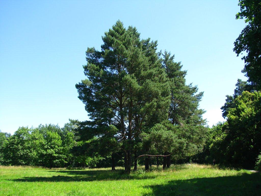 Глибочка з panoramio.com - Глибочка