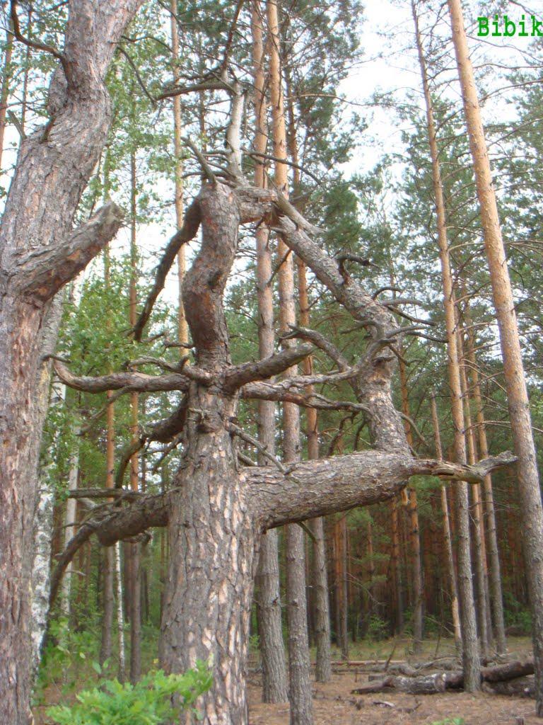 Нівецьке з panoramio.com - Нивецкое