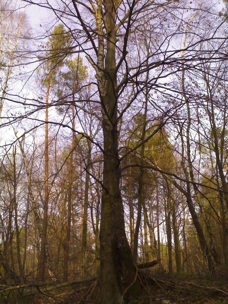 Козаки з panoramio.com - Козаки