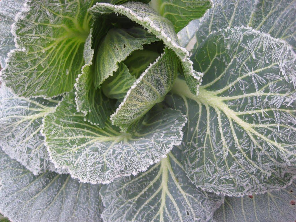 Масківці з panoramio.com - Масковцы