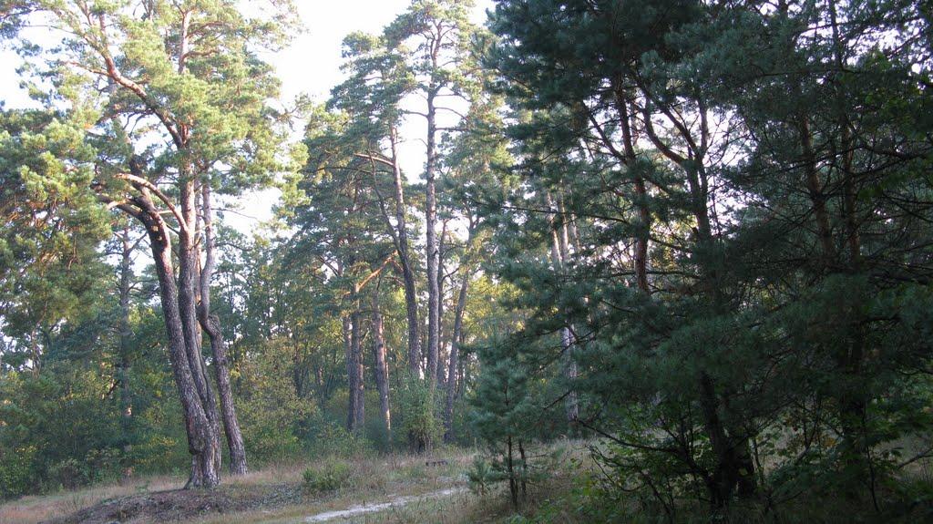 Шубків з panoramio.com - Шубків