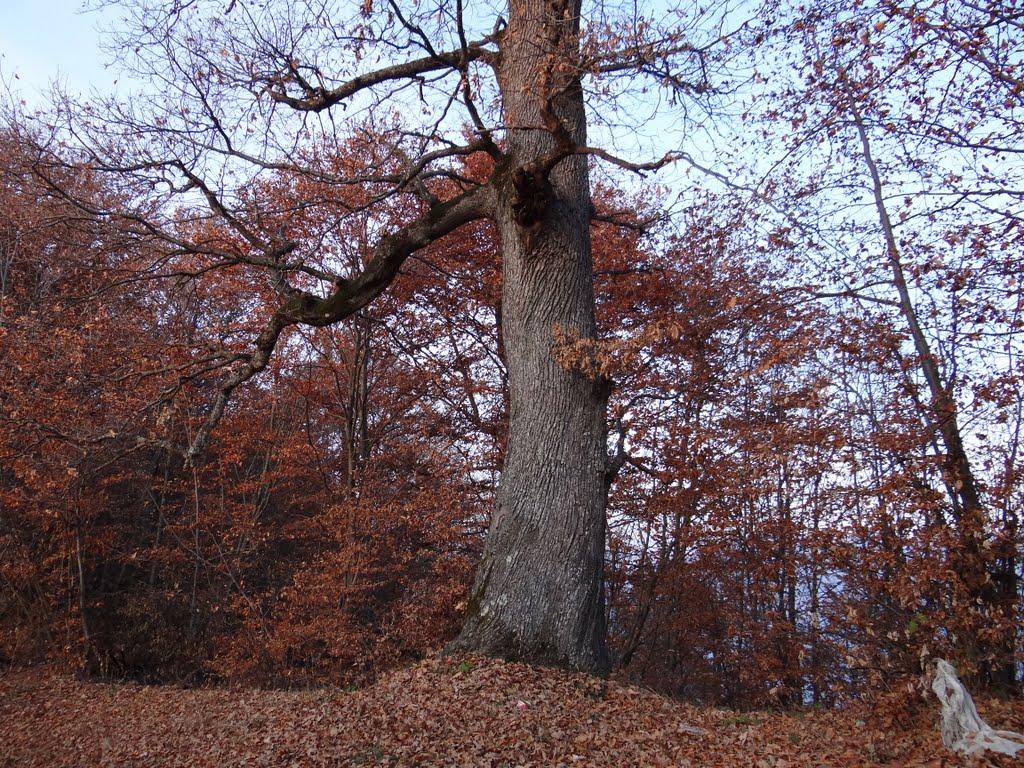 Луг з panoramio.com - Lug