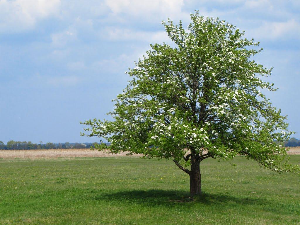 Веселий Поділ з panoramio.com - Veselyy Podil