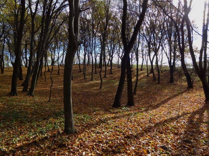 Корчів з panoramio.com - Корчів