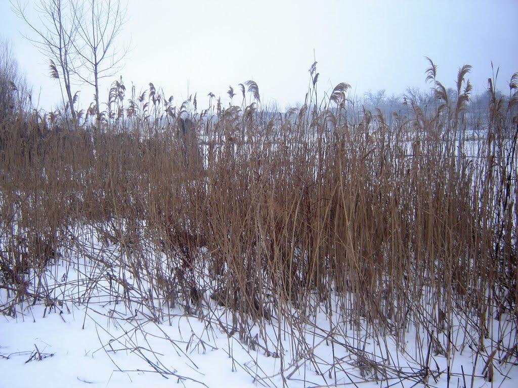 Орлівка з panoramio.com - Orlivka
