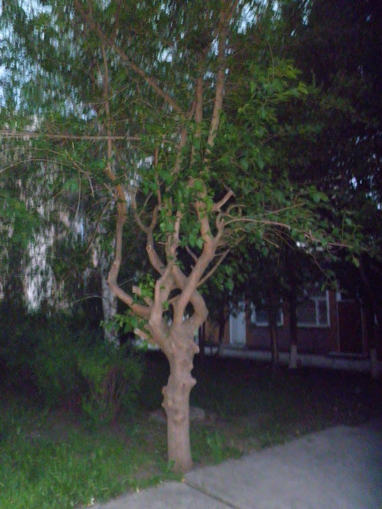 Долинська з panoramio.com - Долинская