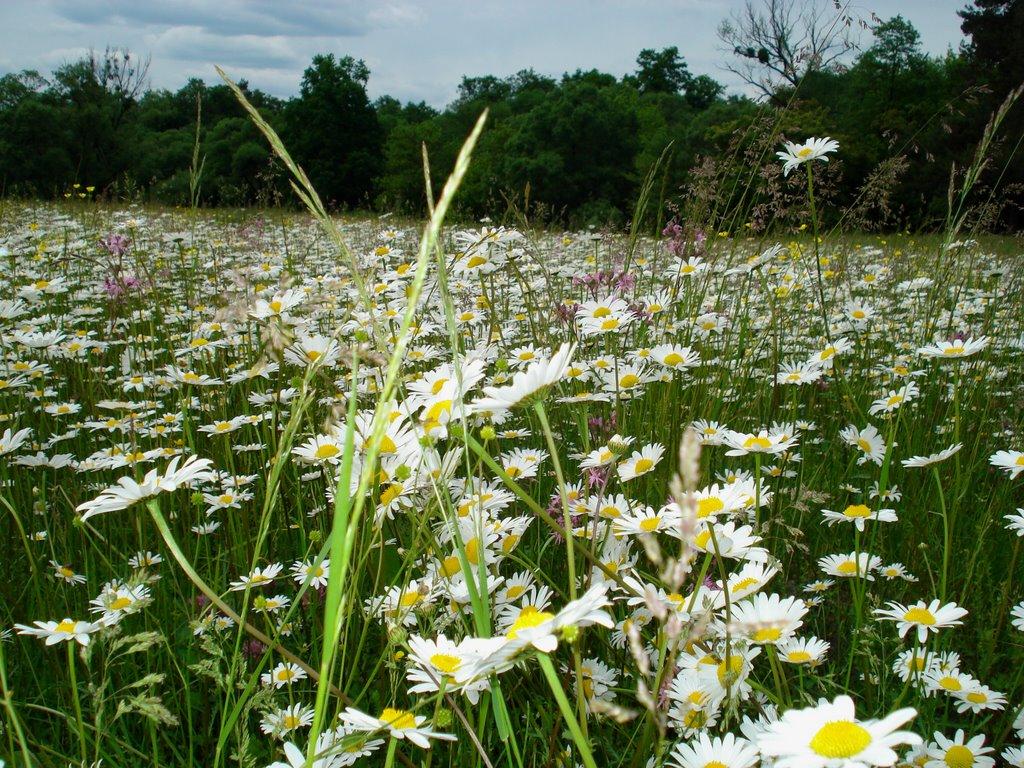 Володарка з panoramio.com - Володарка