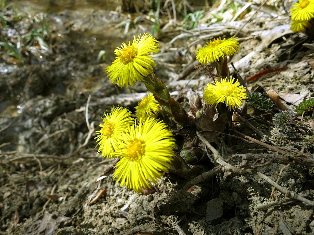 Опитне з panoramio.com - Опитне