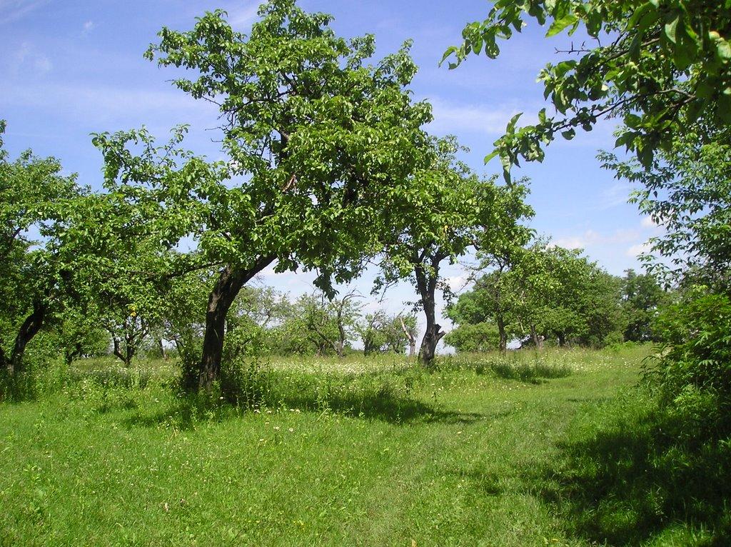 Яхнівці з panoramio.com - Яхнівці