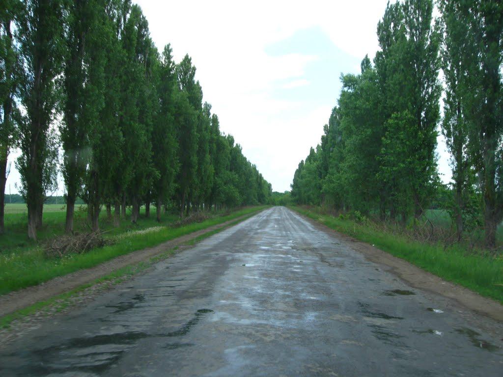 Ладижинські Хутори з panoramio.com - Ладижинські Хутори