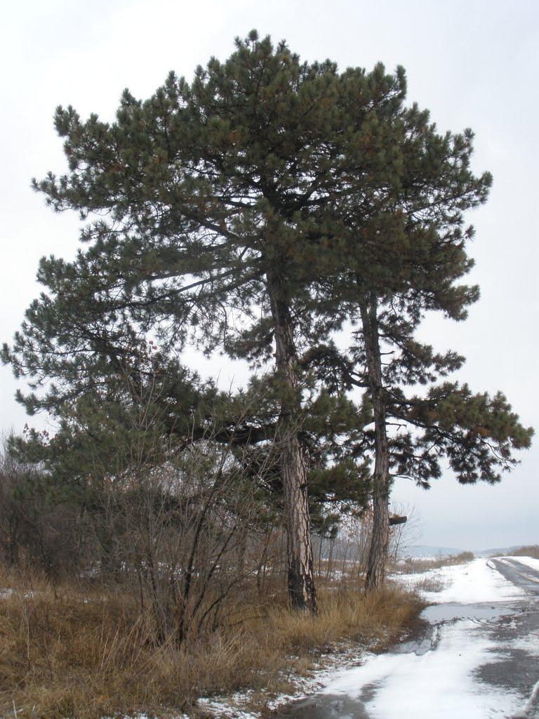 Кам'янка з panoramio.com - Кам'янка