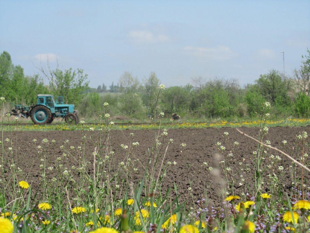 Павлиш з panoramio.com - Павлыш