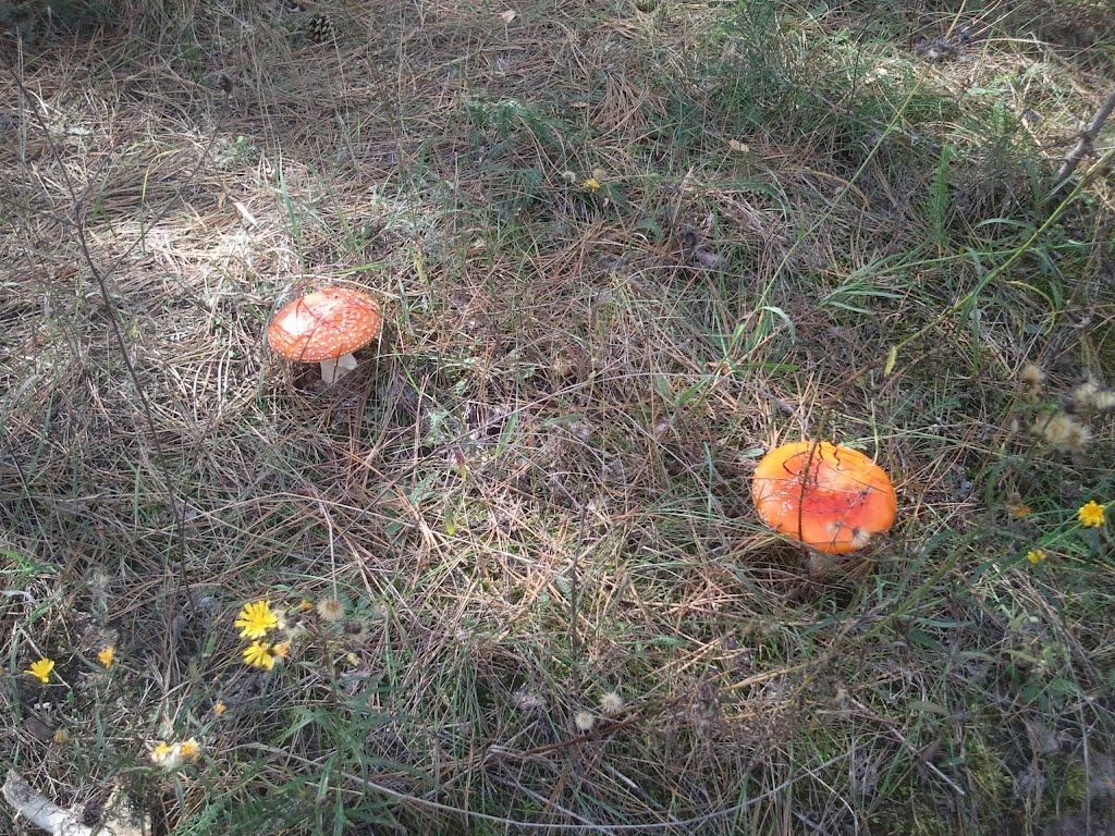 Петропавлівка з panoramio.com - Петропавлівка