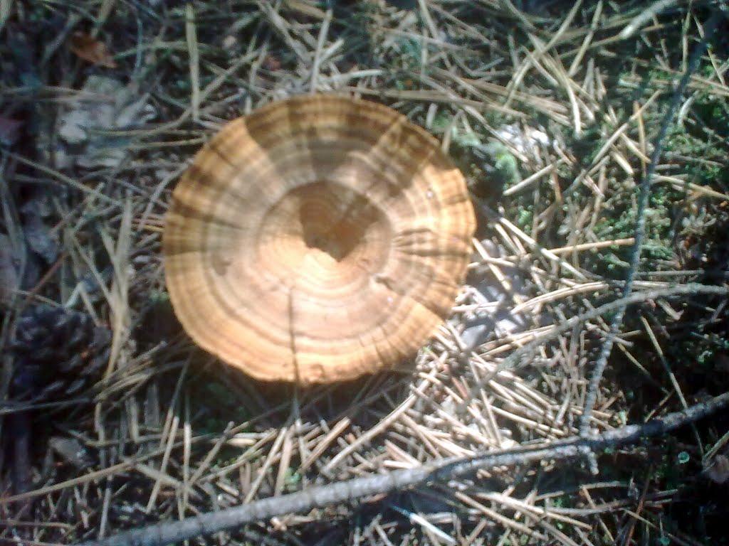 Мала Перещепина з panoramio.com - Мала Перещепина