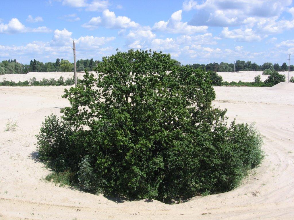 Козин з panoramio.com - Kozyn