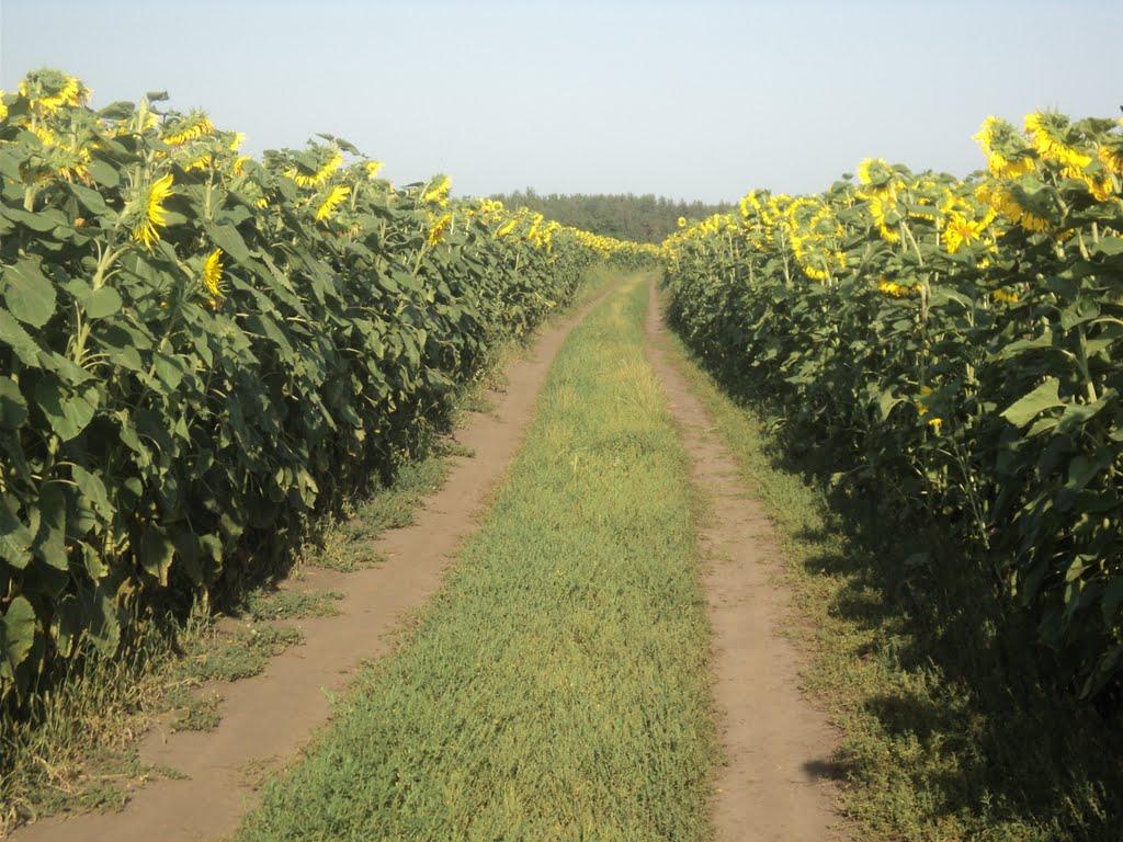 Осоївка з panoramio.com - Осоївка