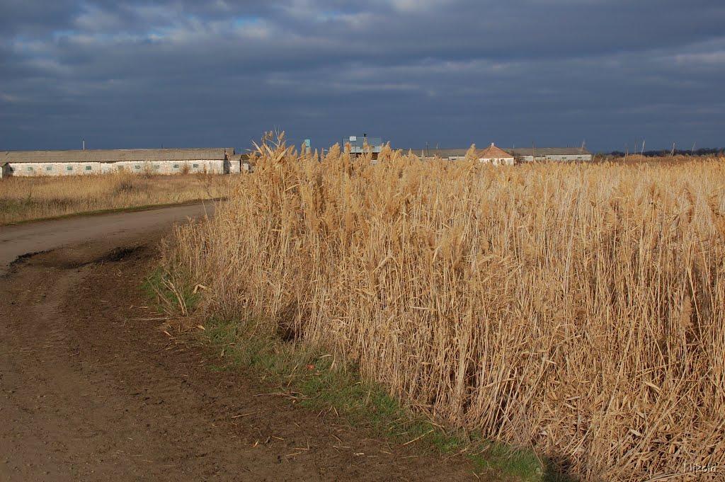 Нова Астрахань з panoramio.com - Нова Астрахань