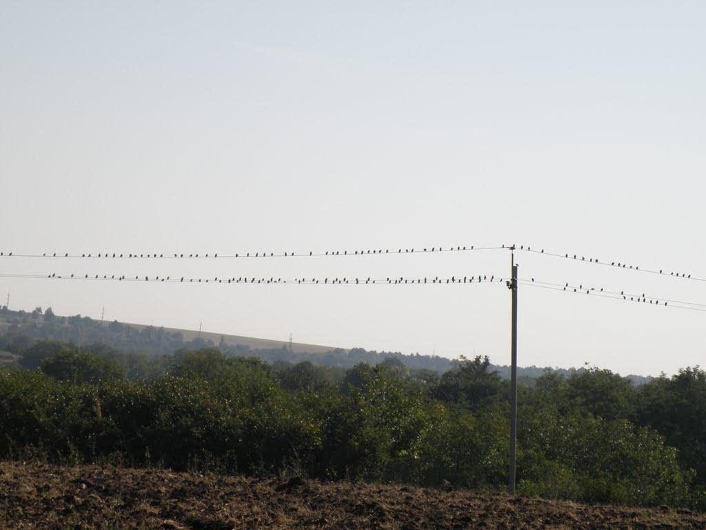 Студена з panoramio.com - Студеная