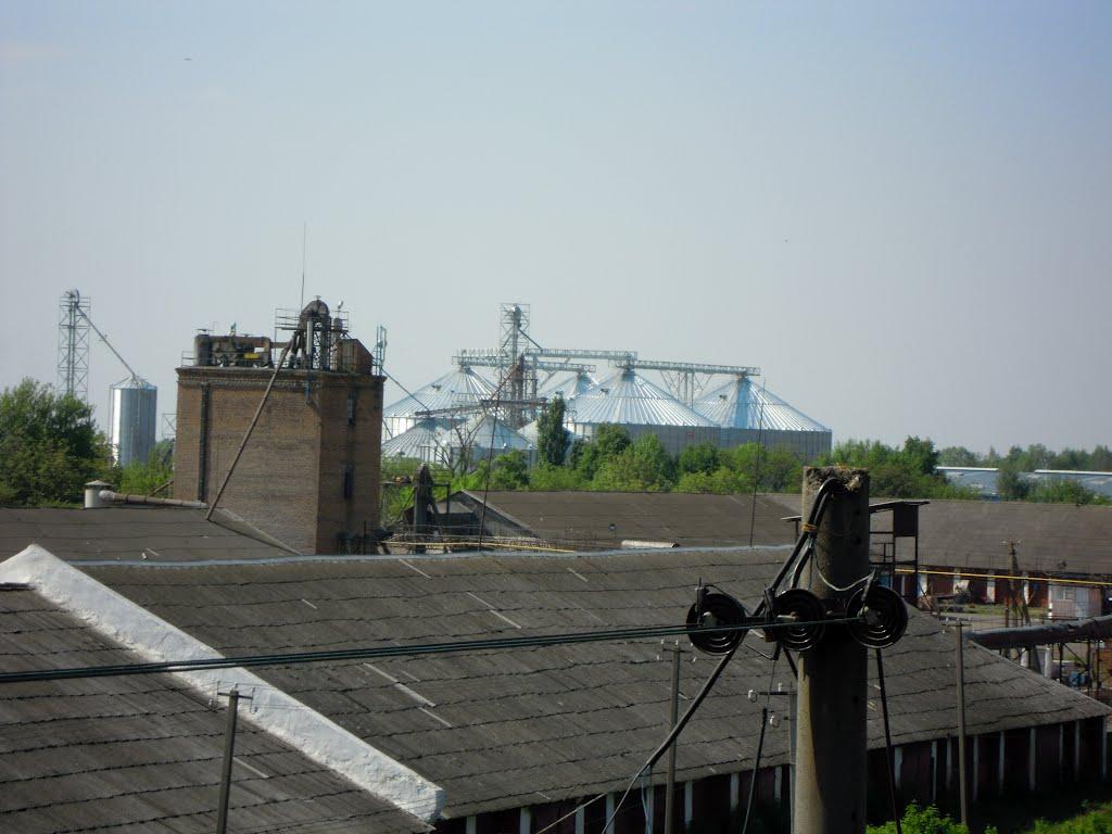 Селевинці з panoramio.com - Селевинці