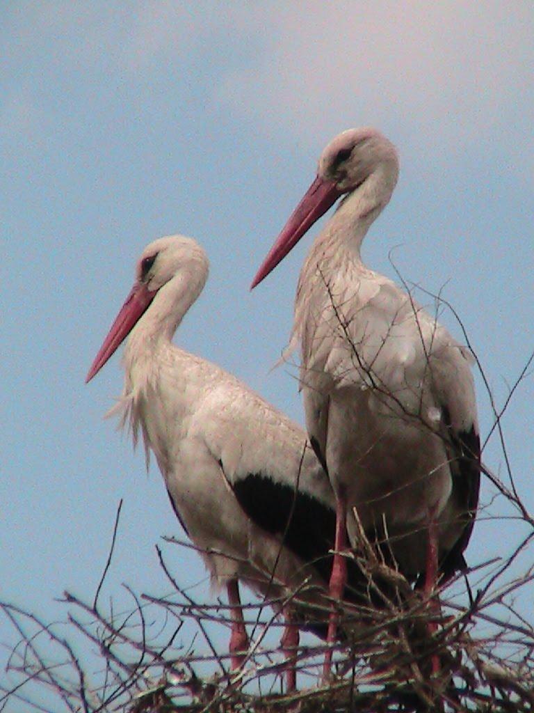 Першотравневе з panoramio.com - Першетравневое
