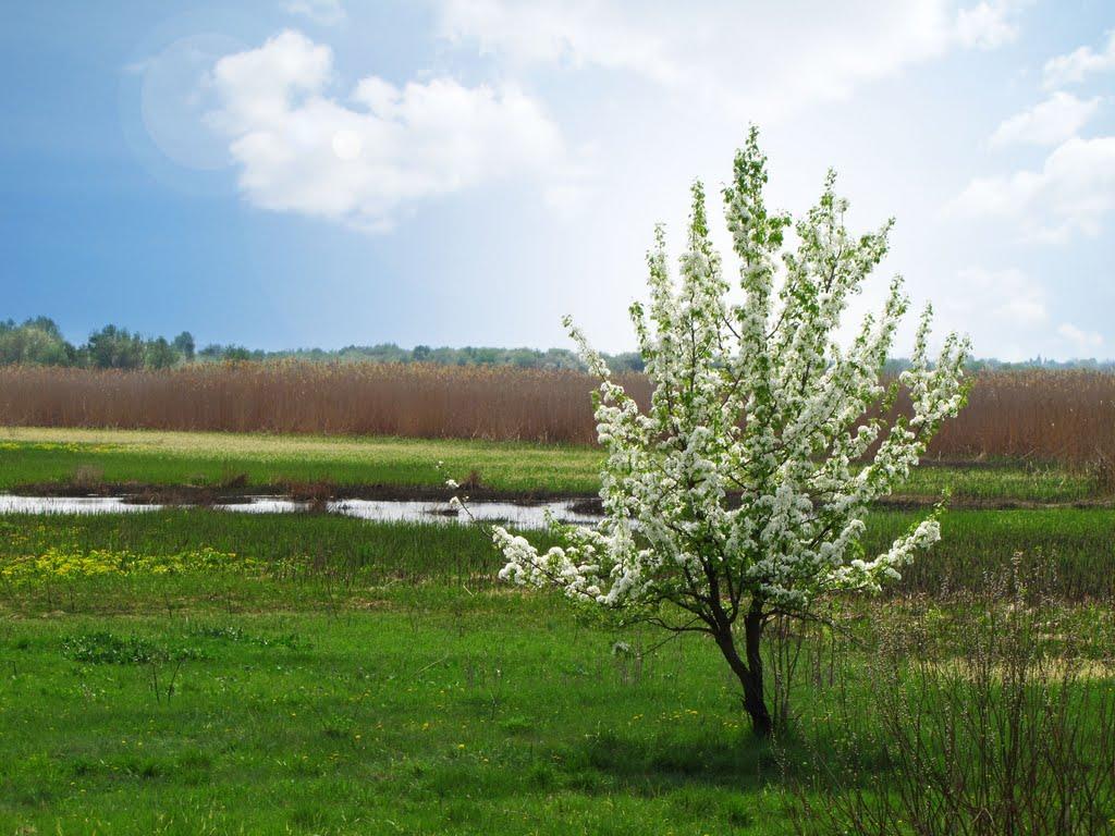 Веселий Поділ з panoramio.com - Веселий Поділ