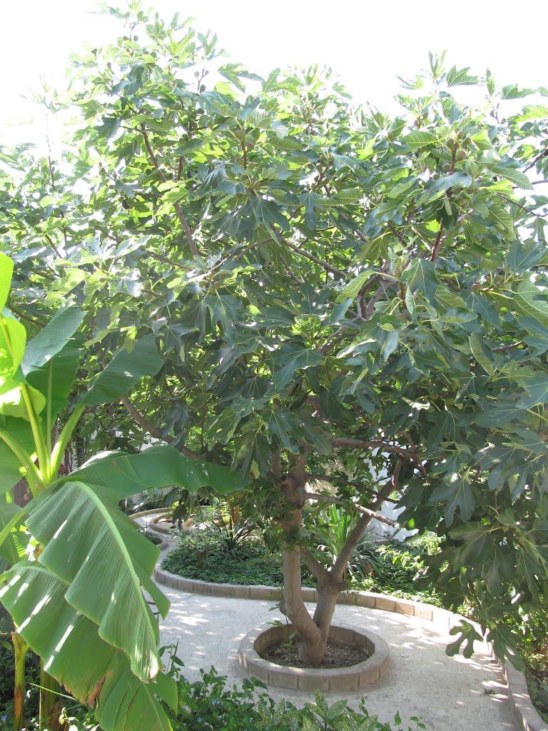 Кацівелі з panoramio.com - Katsiveli