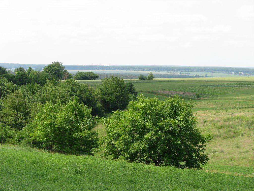 Ладижинські Хутори з panoramio.com - Ладижинські Хутори