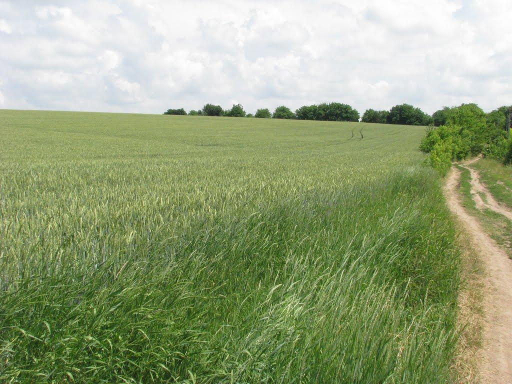 Ладижинські Хутори з panoramio.com - Ладижинські Хутори