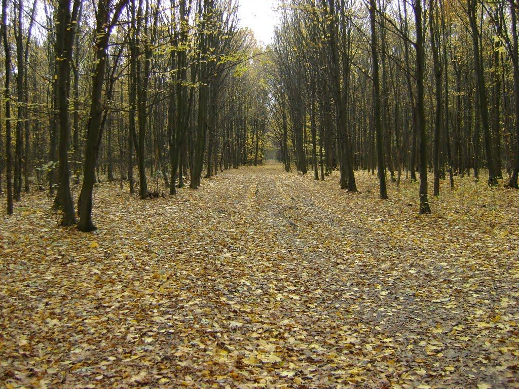 Моринці з panoramio.com - Моринці