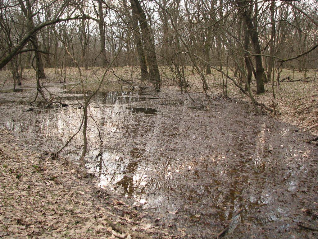 Підлісне з panoramio.com - Підлісне