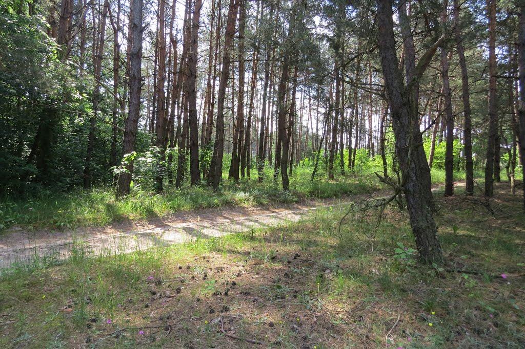 Софіївка з panoramio.com - Софиевка