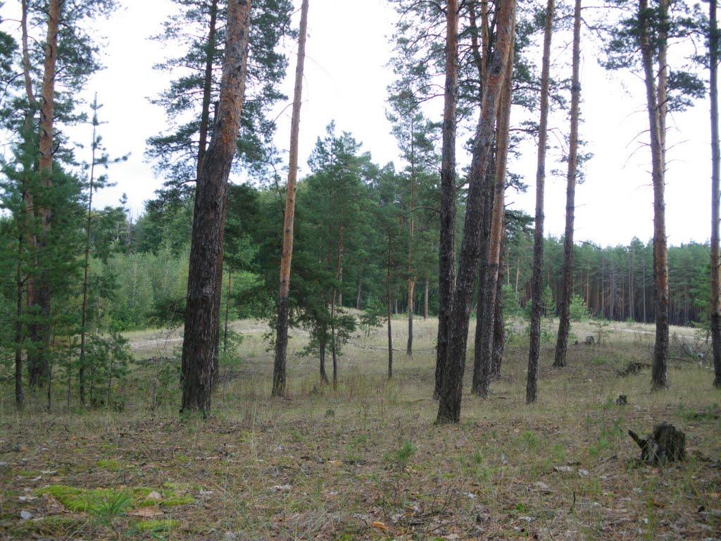 Яцьківка з panoramio.com - Яцьківка
