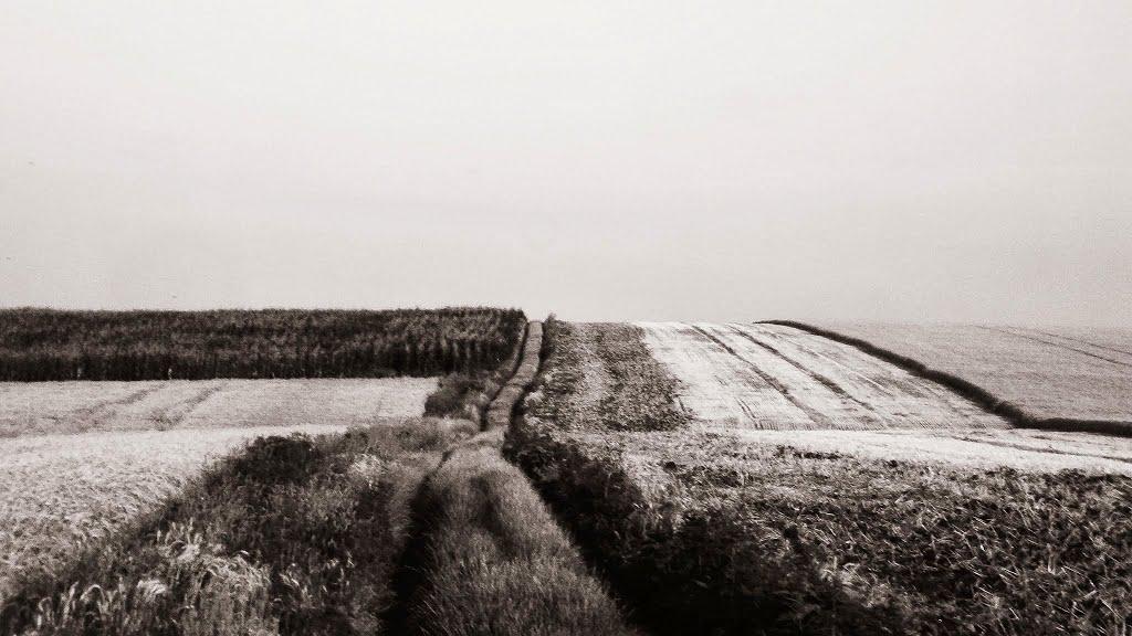 Куріпчине з panoramio.com - Куріпчине