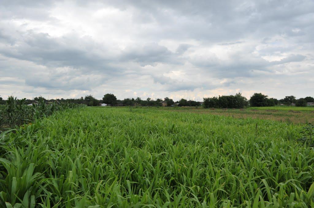 Бецилове з panoramio.com - Betsylove