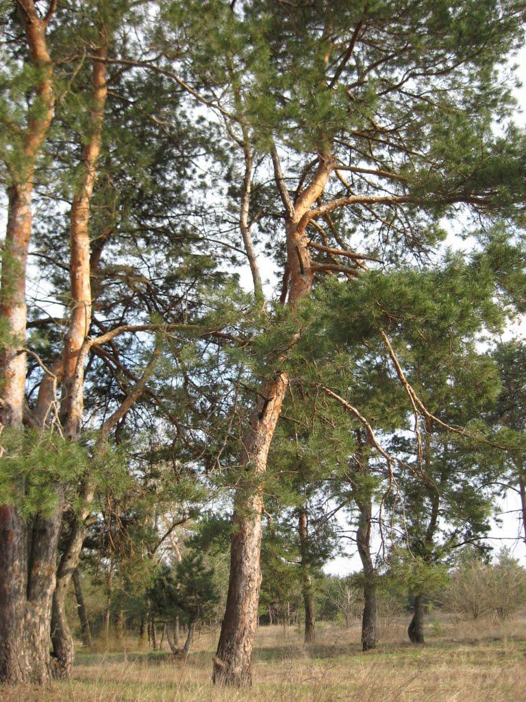 Розумівка з panoramio.com - Розумівка