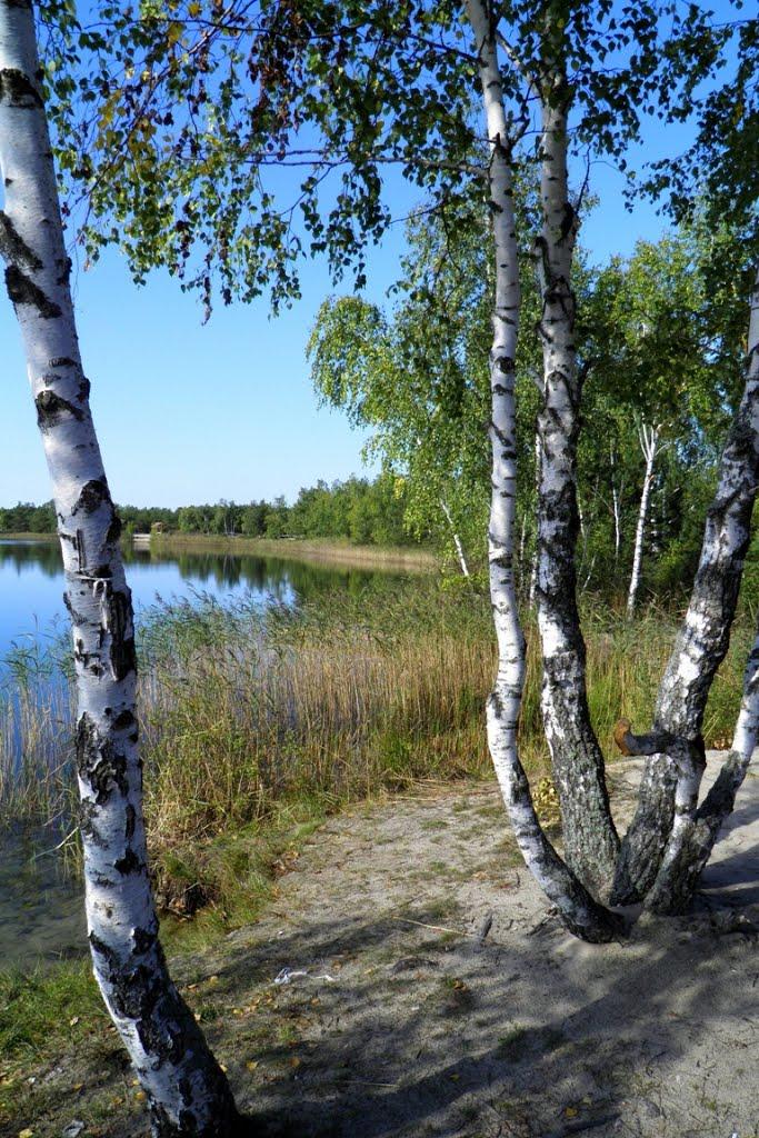 Млин з panoramio.com - Млын