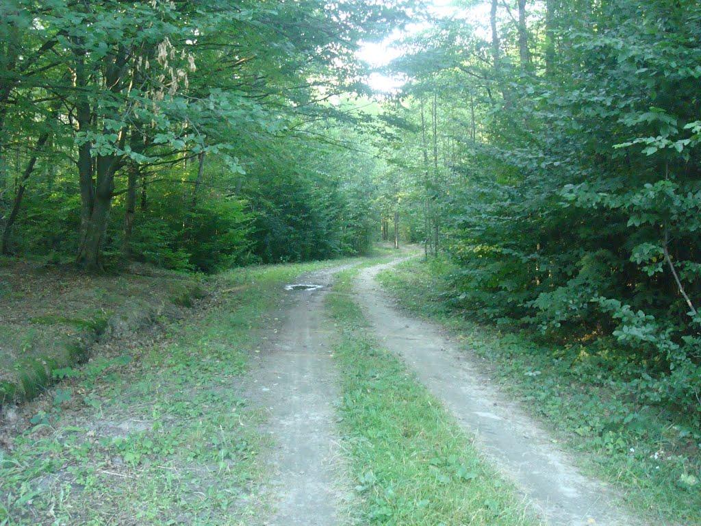 Лісо-Березівка з panoramio.com - Liso-Berezivka